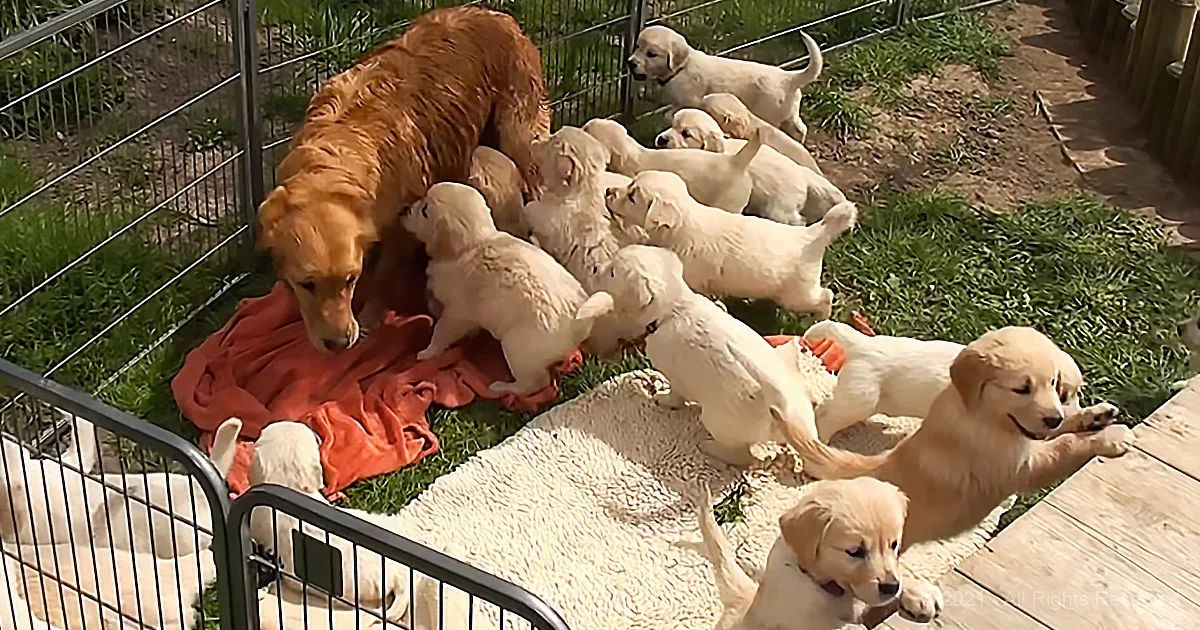 Leaked Footage of Heaven