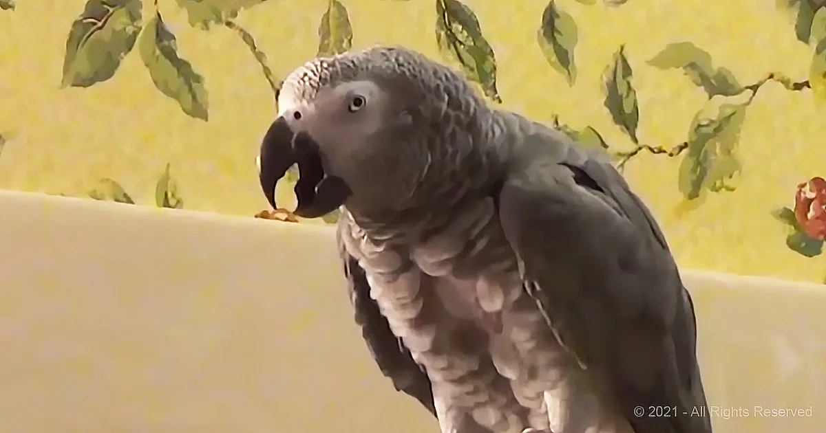 Shake Your Booty' Parrot Steals Hearts