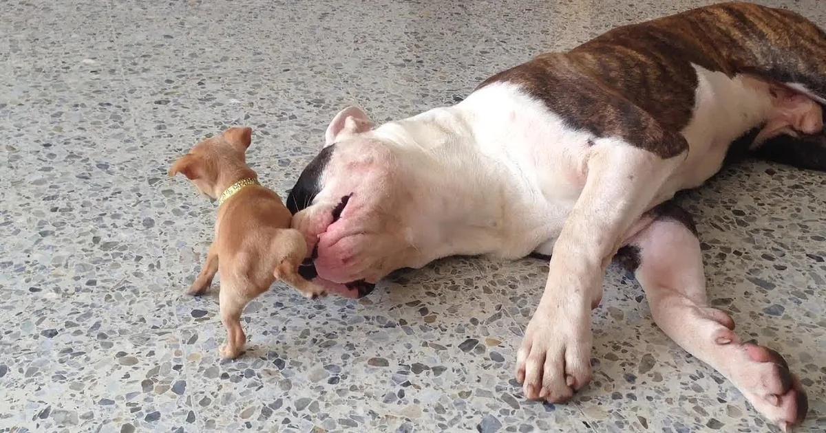 Sleepy Bulldog Deals With His Sassy Baby Sister