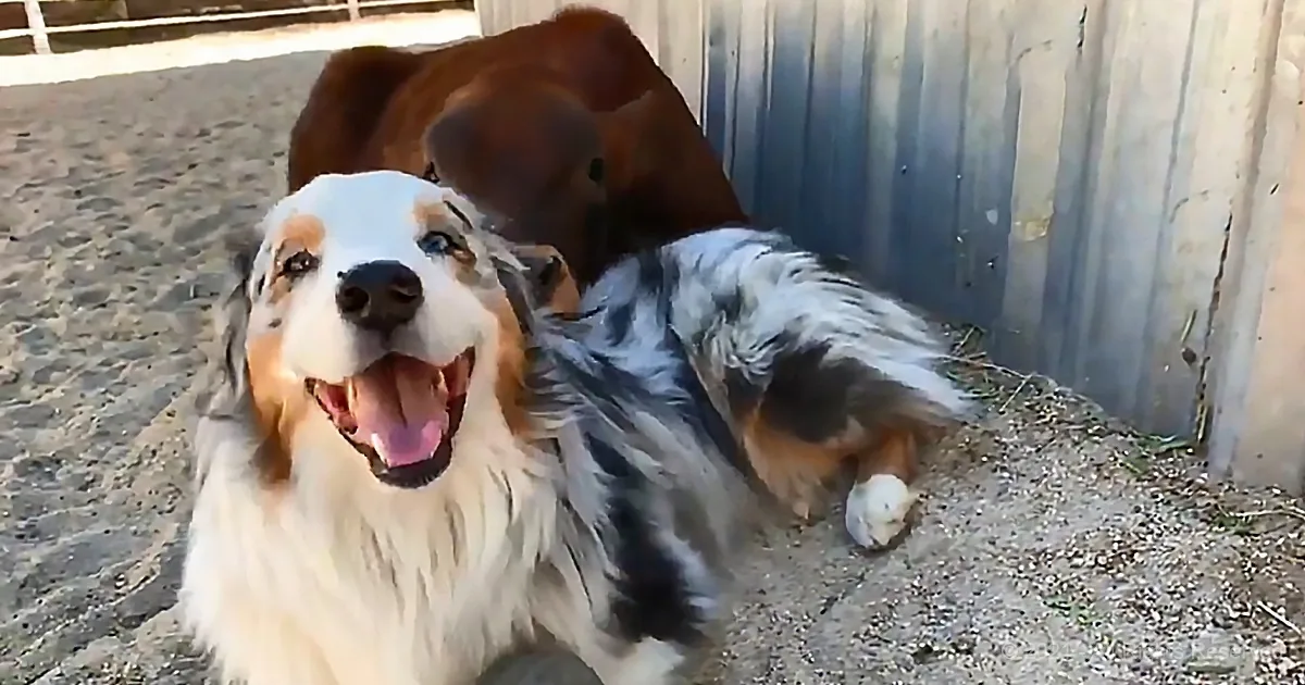 A happy Australian Shepherd dog with a brown and white coat is smiling and looking at the camera.