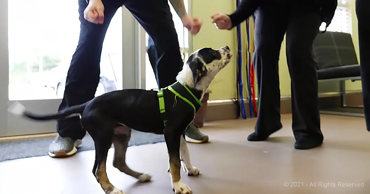 A black and white dog wearing a green harness stands indoors, looking up at a person.