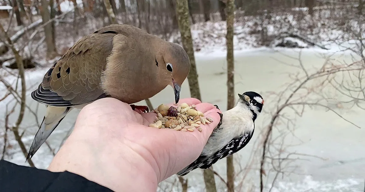 Hand Feeding Wild Birds Can Be Peaceful -- and Wonderfully Funny