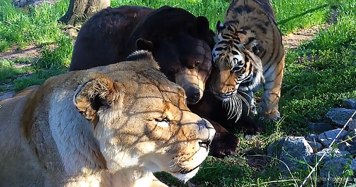A lion, a tiger, and a bear are resting together on grass, showcasing interspecies harmony.