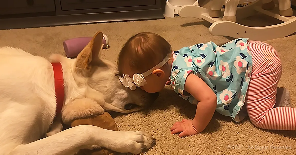 Dog Has a Heart-Melting Reaction to Baby Kisses