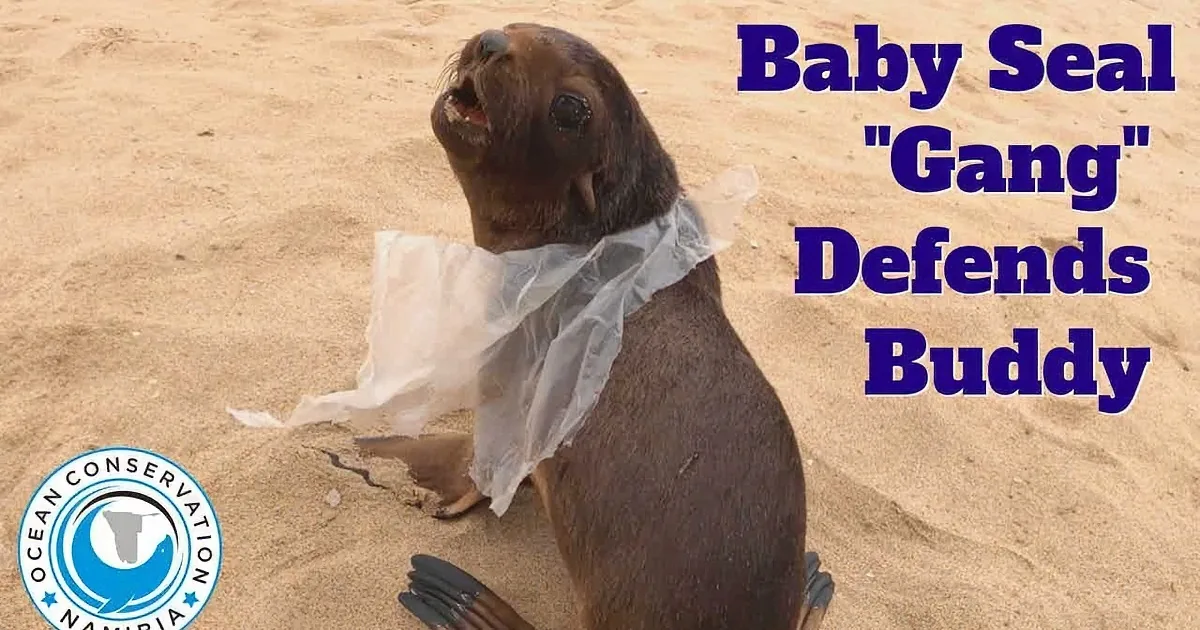 Adorable Baby Seal 'Attack Force' Thwarts Rescuers