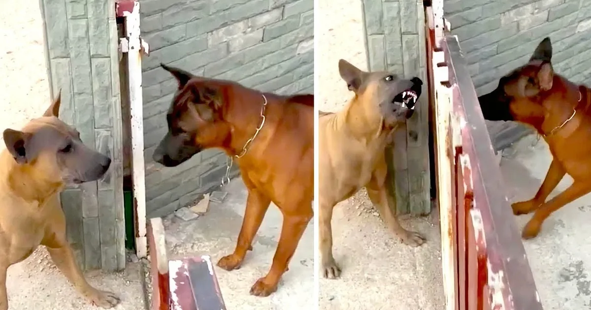Two Dogs Explain Social Media