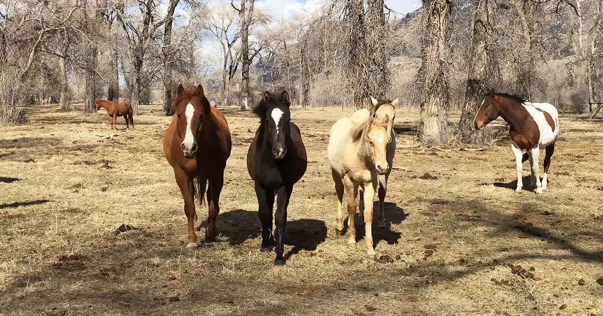 8 Soothing Minutes of Horses... and a Cowgirl Cat