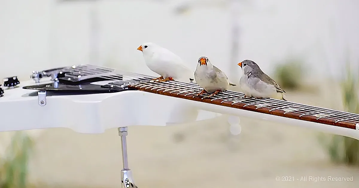 Guitar-Playing Birdies Will Strum Their Way Into Your Heart