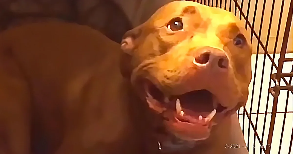 Pitbull Puppy Lullaby Earns 7.5 Million Views