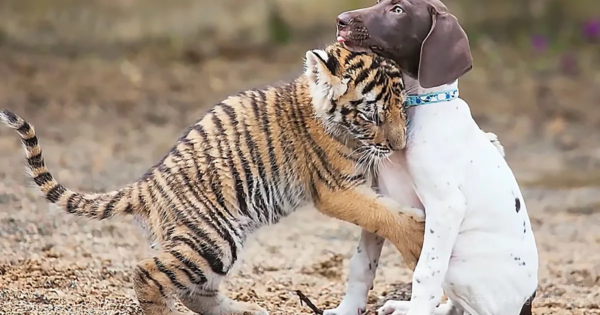 A tiger cub and a dog are playfully interacting, with the dog appearing to hold the cub's front leg.