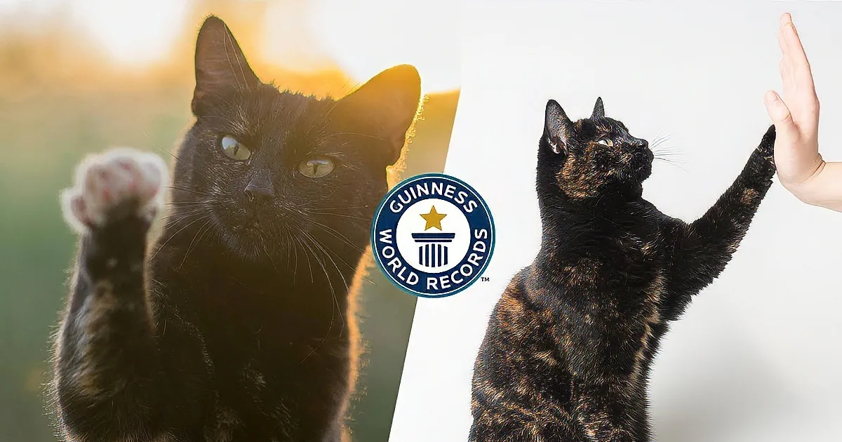 This Cat Has Highest Iq in the World (Among Cats)