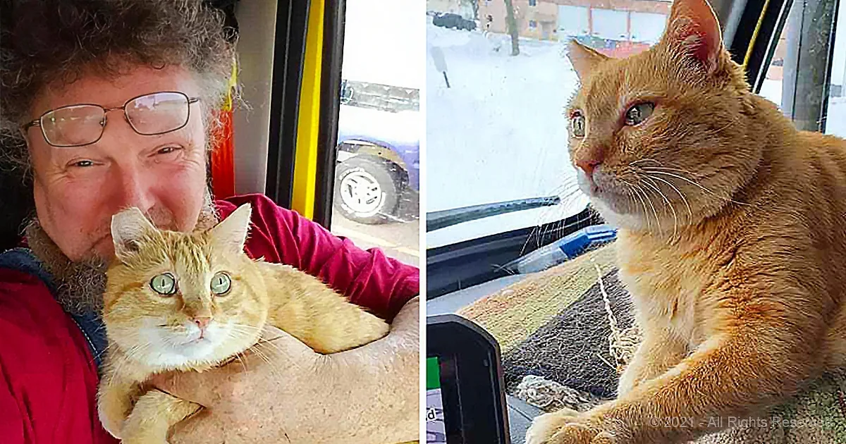Senior Stray Cat and Trucker Rescue Each Other From Loneliness
