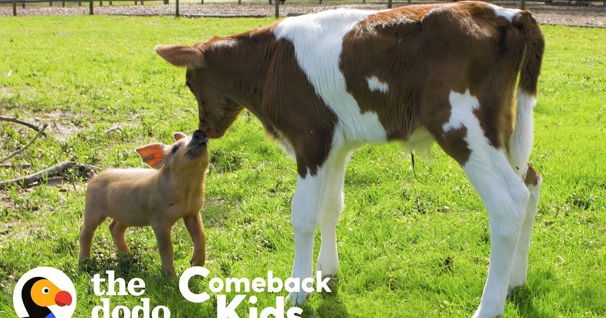 Little Piglet's Life Changes When She Meets an Orphaned Calf