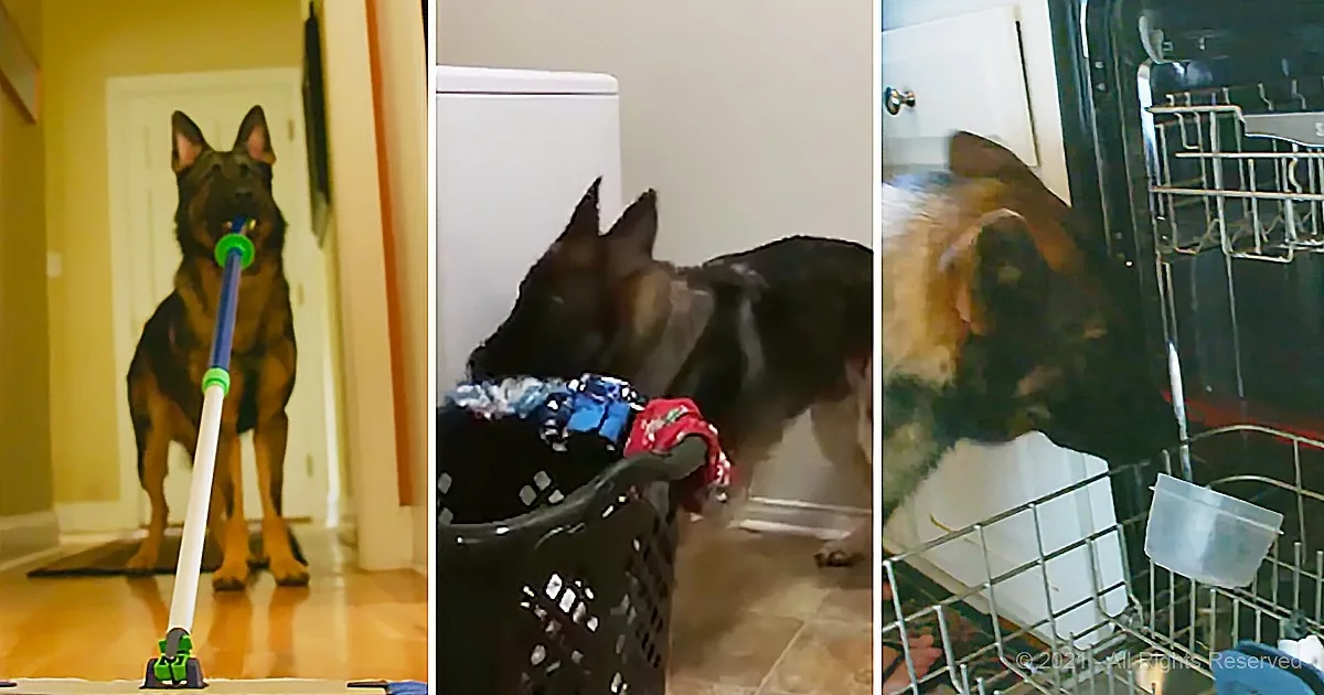 Family Dog Does the Dishes, Laundry, Mops, and Babysits