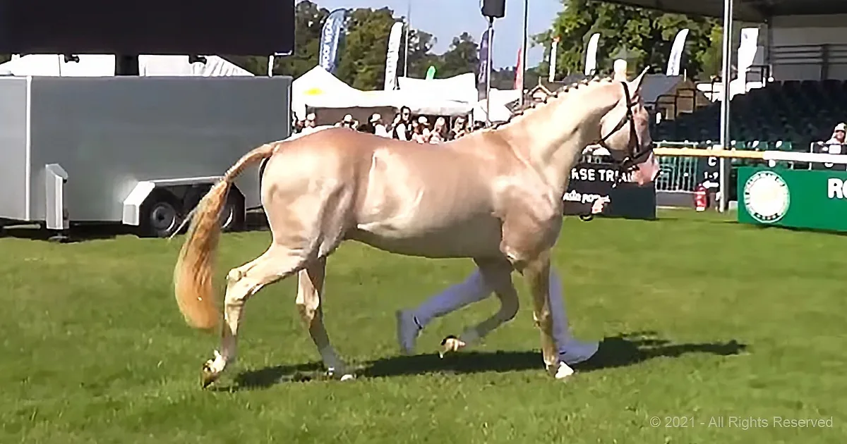 A light-colored horse is being led by a handler on a grassy field at an equestrian event.