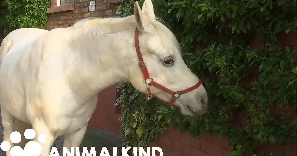 Senior Horse Starts Each Day by Checking on All Her Neighbors