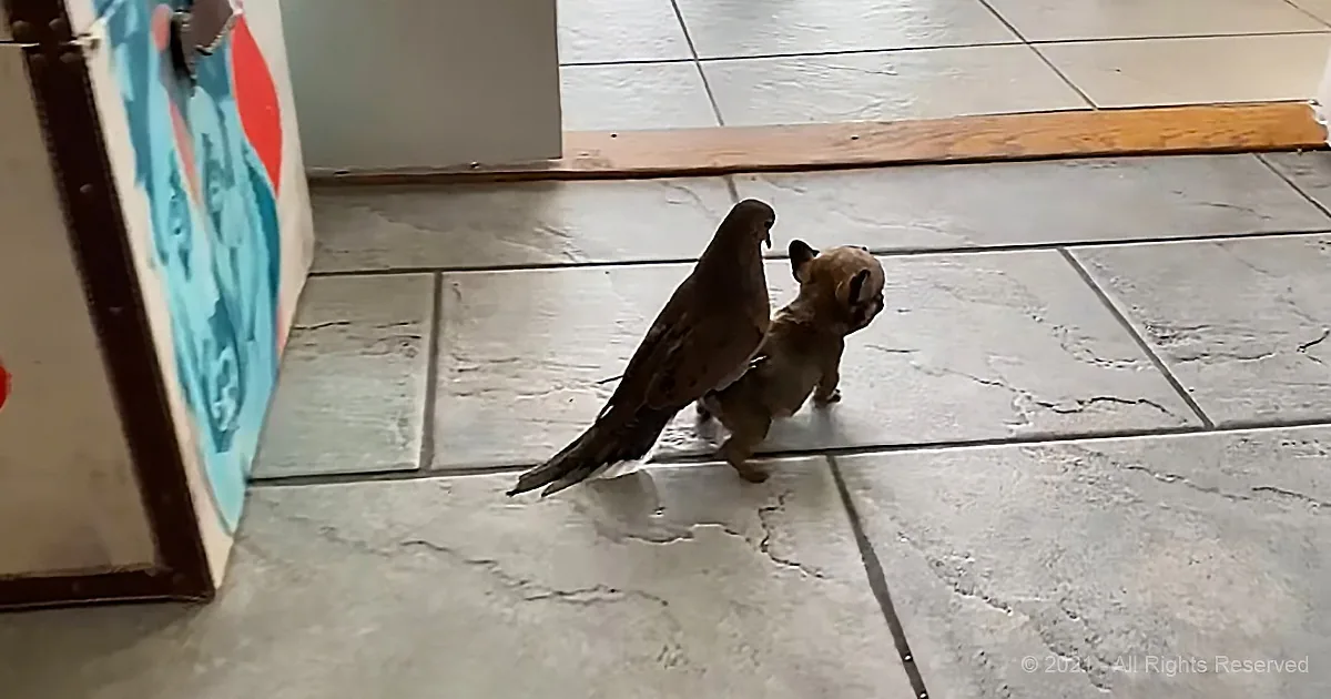 A small dog and a bird are interacting on a tiled floor, with the bird appearing to peck at the dog's head.