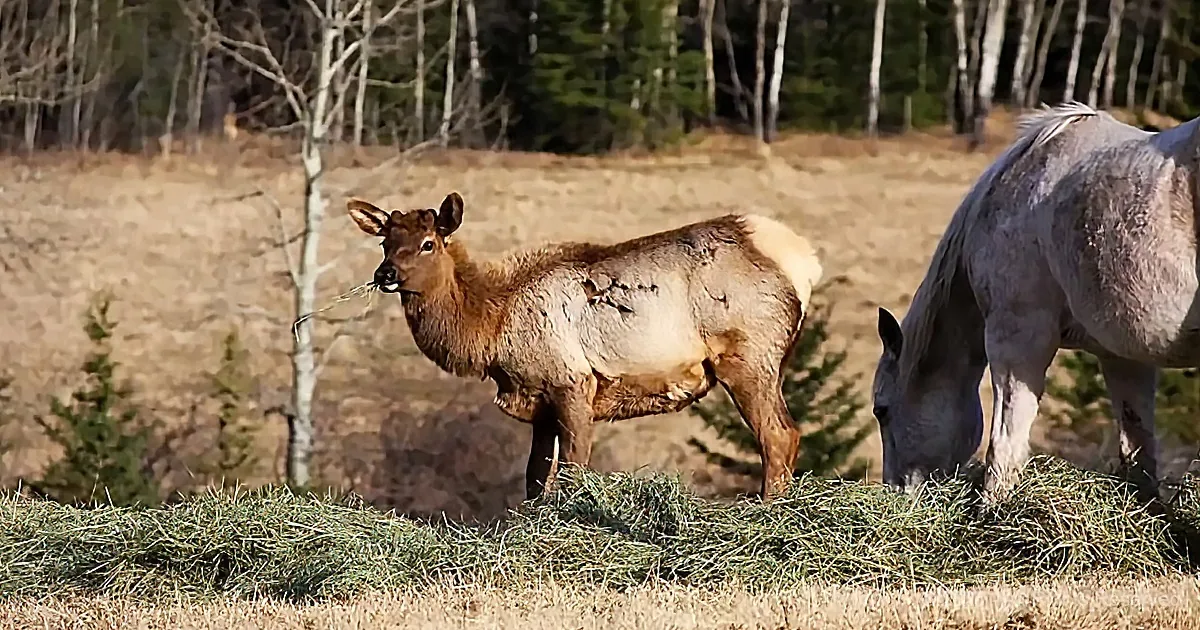 Herd of Horses Adopts Orphaned Elk
