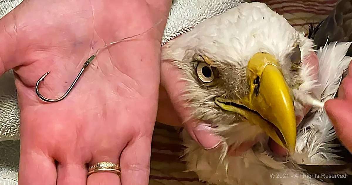 A hand holds a fishing hook next to a bald eagle with a hook in its beak.