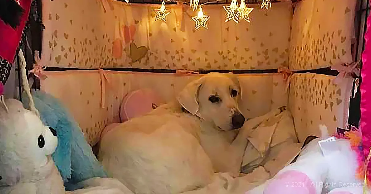 A yellow Labrador retriever rests on a cozy, decorated bed with plush toys and star lights.