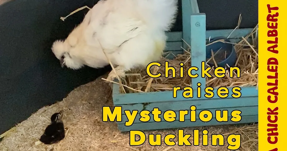 Mother Hen Hatches Little Duckling as Her Own