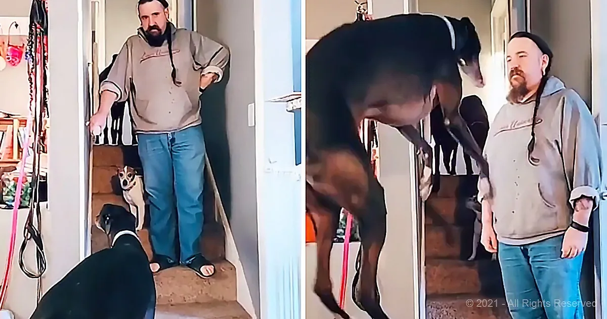 Greyhound Jumps for Joy When Daddy Puts His Pants On
