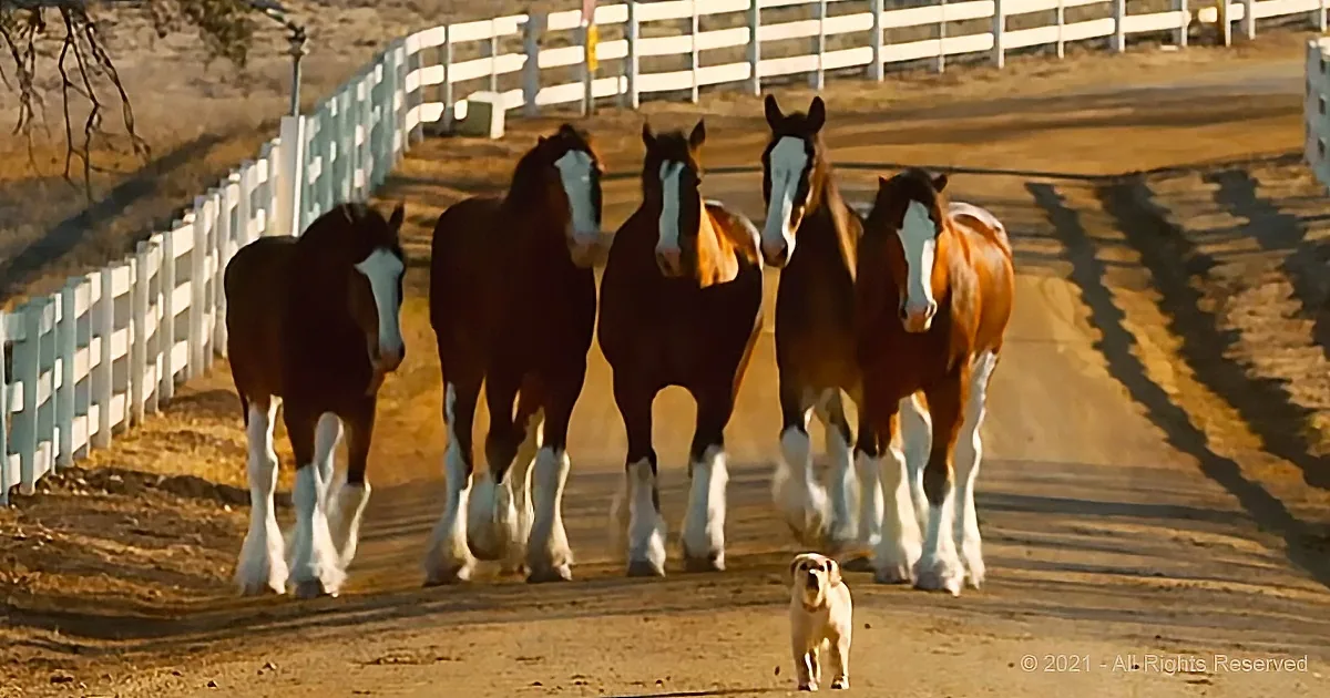 A small dog stands in front of four large brown horses walking on a dirt path.