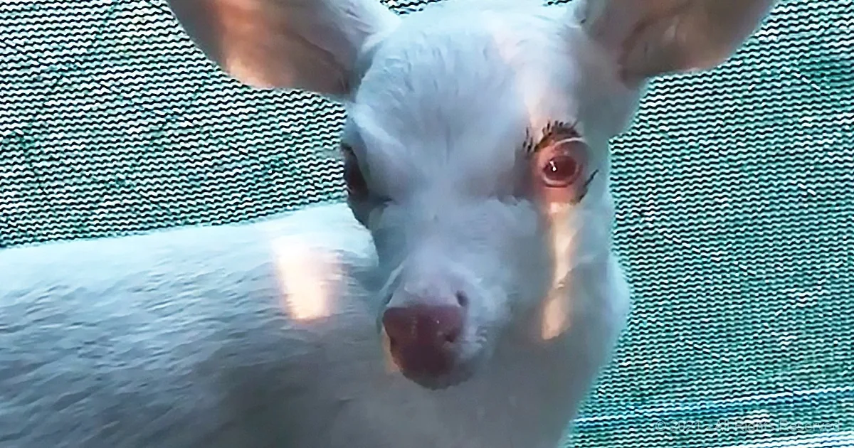 A close-up of a white dog's face with a textured background, showing its eyes and nose.