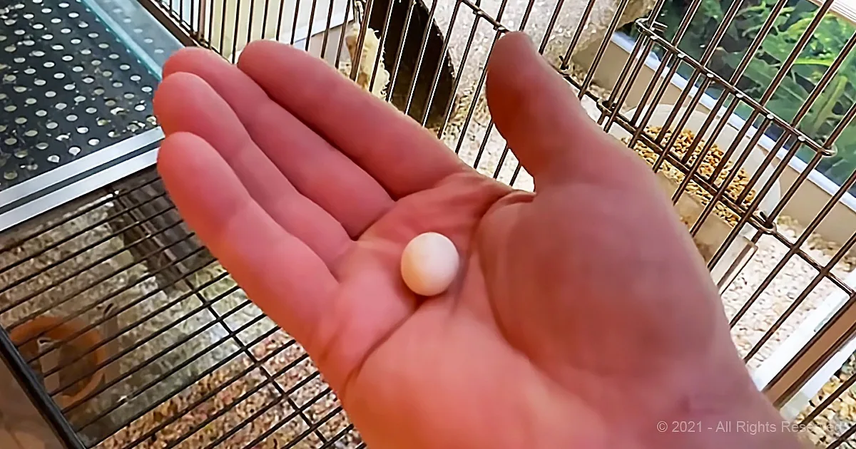 Man Rescues Forgotten Parakeet Egg