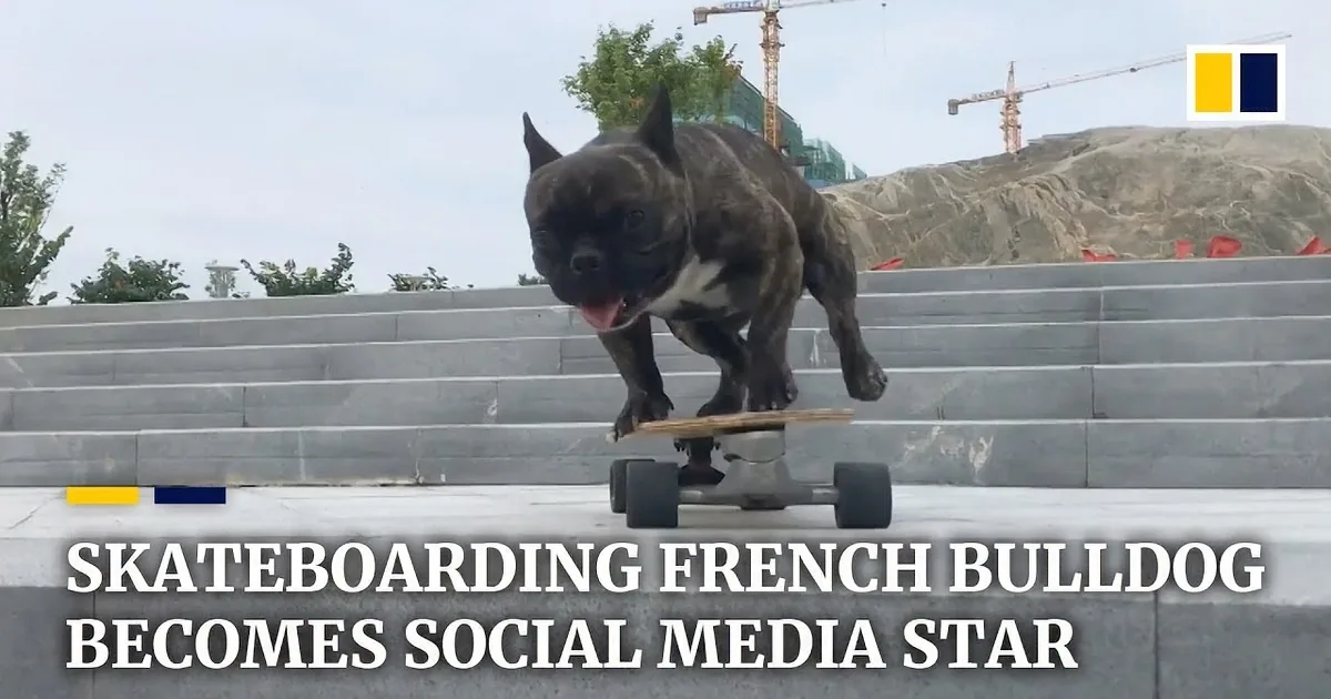 Dog's Skateboarding Skills Matched by His Cool Fashion Sense