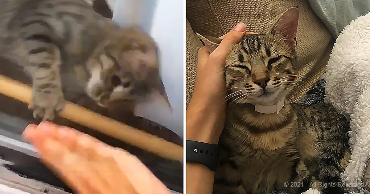 A tabby cat is being petted by a hand, looking relaxed and content.