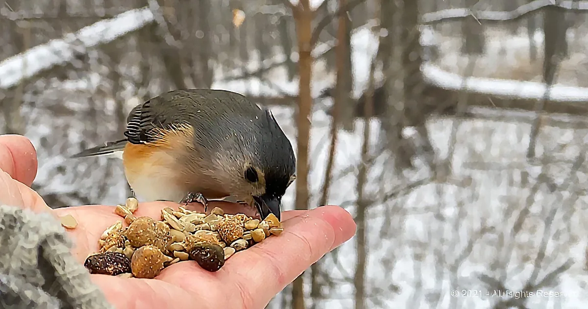 Woman Captures Magical Little Moment