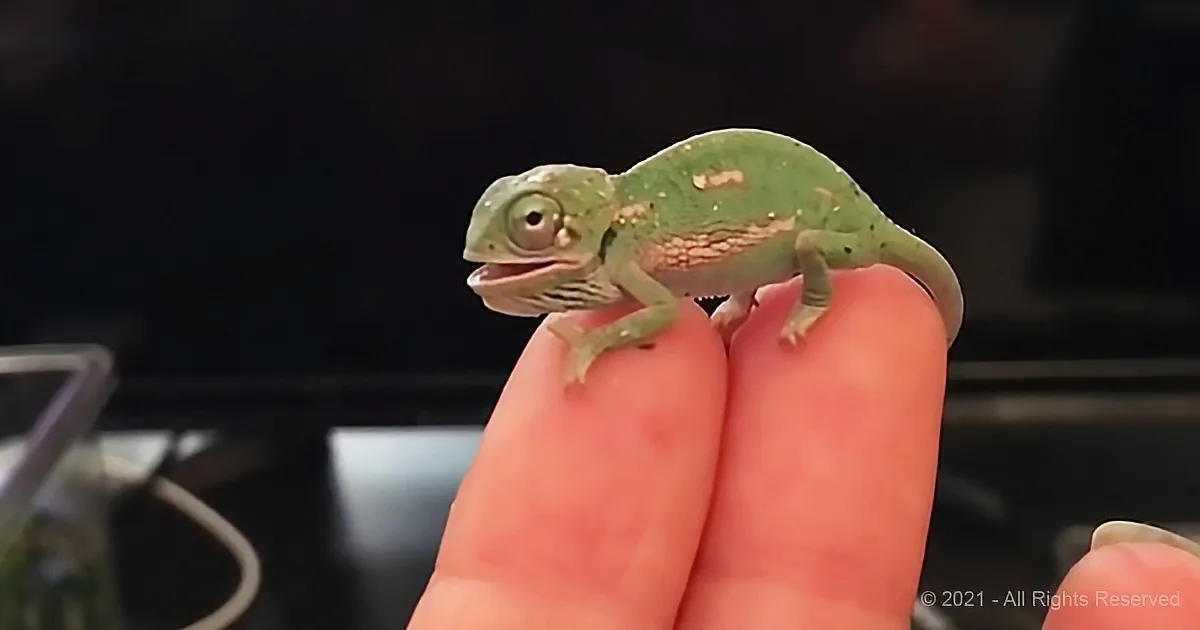 Sleepy Baby Chameleon Changes Color