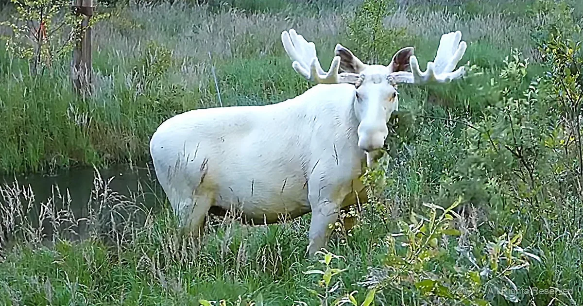 A white moose with large antlers stands in a grassy area near a small body of water.