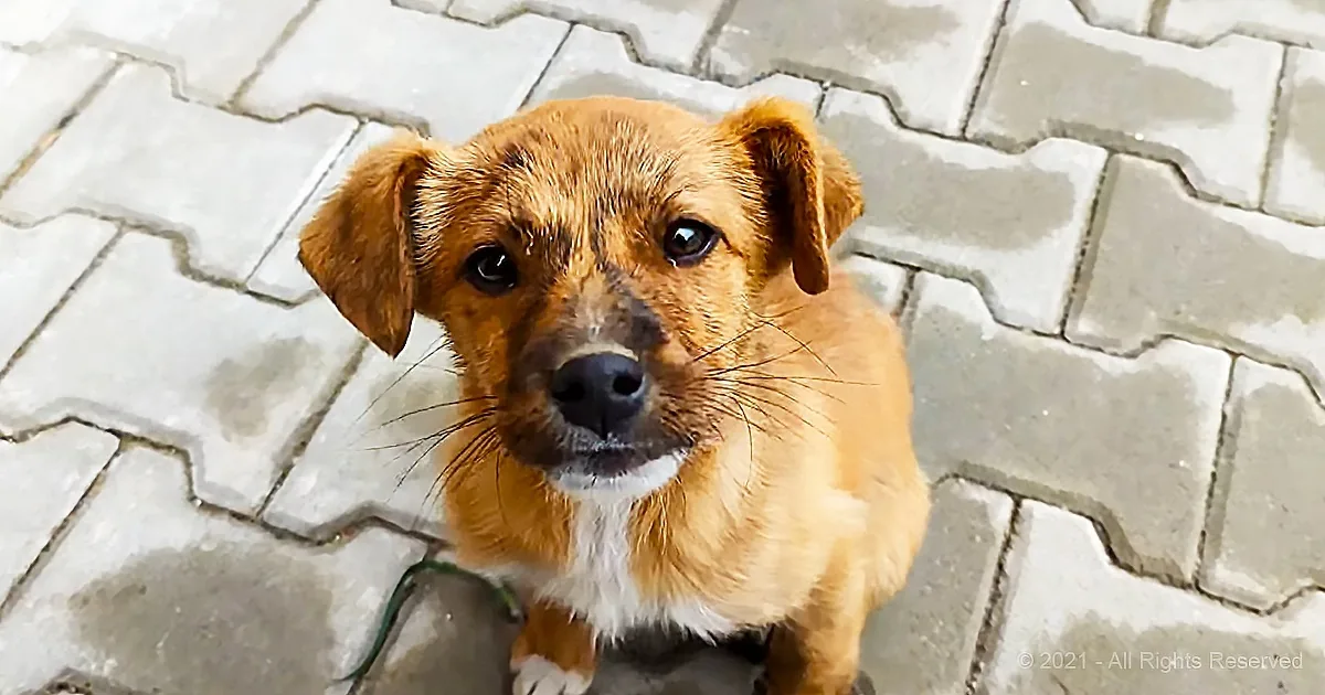 Adorable Abandoned Puppy Begs to Be Adopted