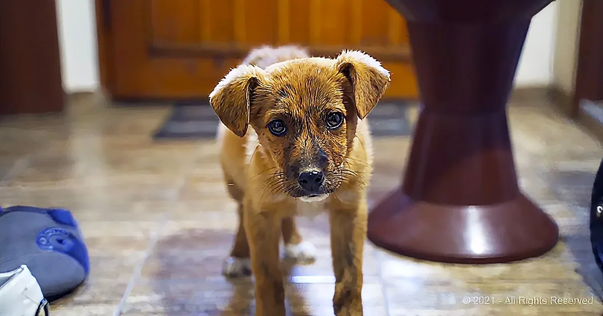 A small brown puppy with big eyes stands on a tiled floor, looking directly at the camera.