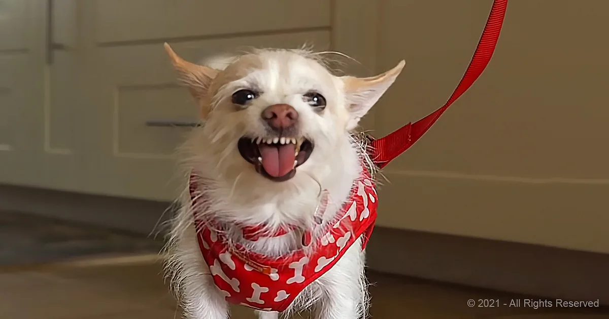 A happy dog with a red bandana and leash, sticking out its tongue and looking cheerful.