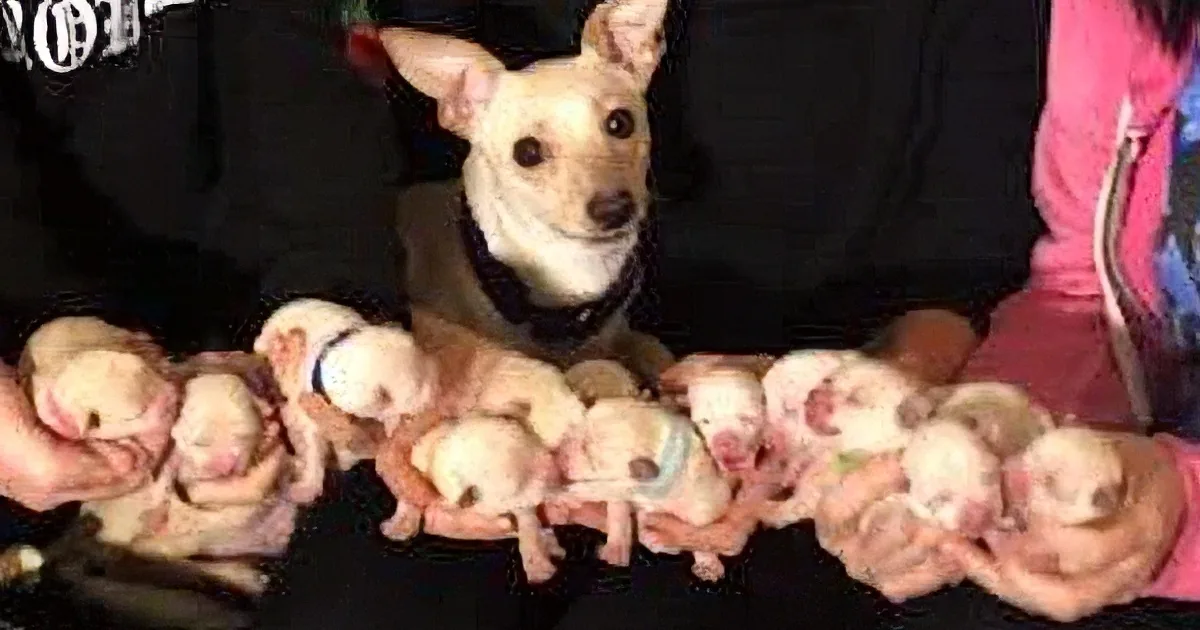 Chihuahua ''Super Mom'' Gives Birth to Enormous Litter of 11 Puppies