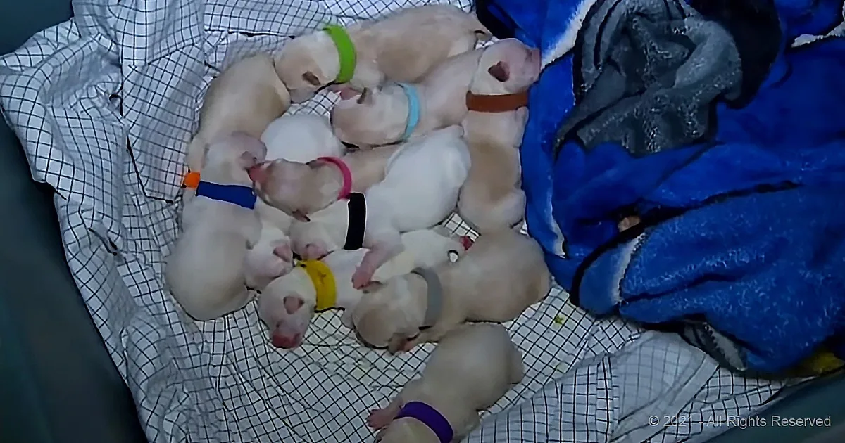Several light-colored puppies with colorful bands are nestled together on a checkered blanket.