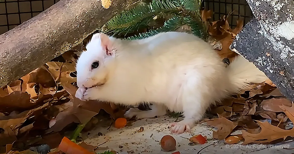 A white ferret stands amidst autumn leaves, surrounded by a naturalistic setup with a tree branch and a green decorative...
