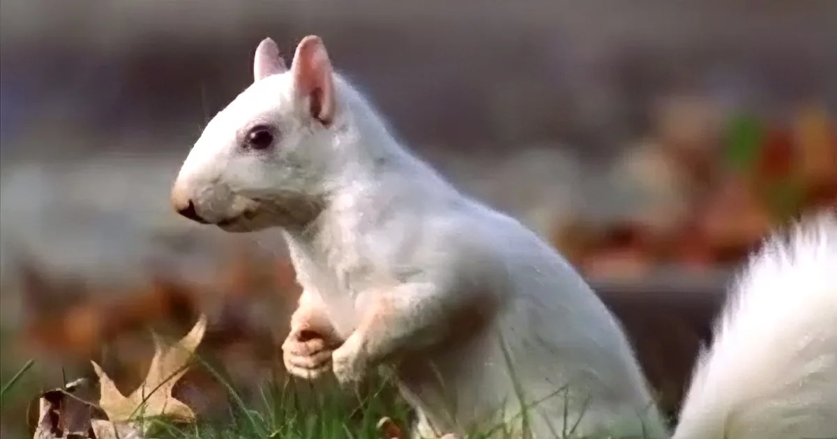 A white squirrel holds a nut in its mouth, standing on its hind legs against a blurred autumnal background.