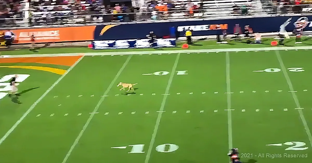 A dog runs across a football field with a crowd and advertisements in the background.
