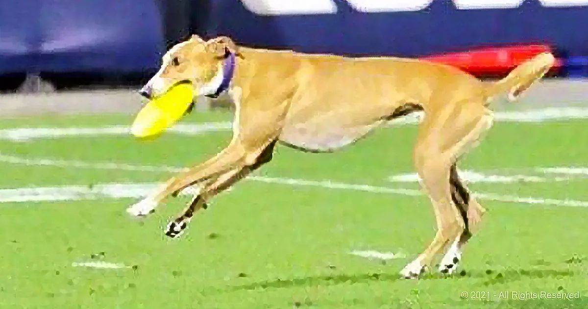 A tan dog runs on a field with a yellow frisbee in its mouth.