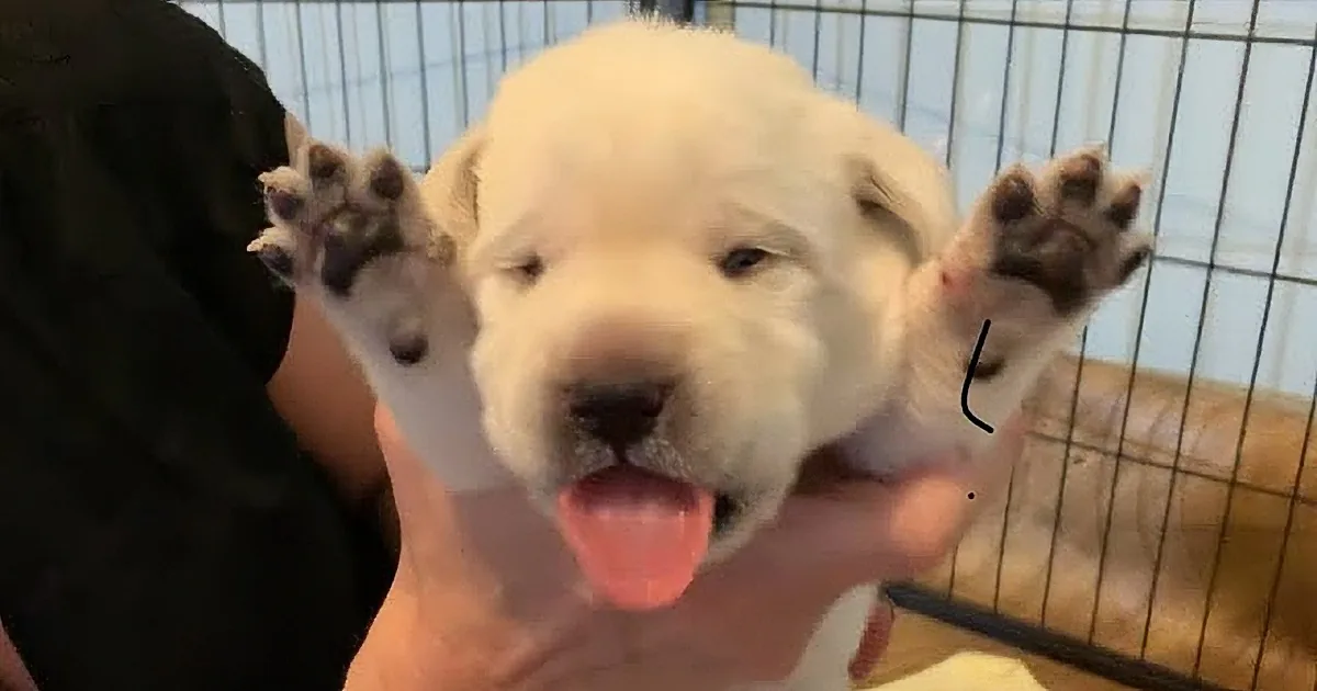 Sweet Lab Puppies Get Banana Milkshakes