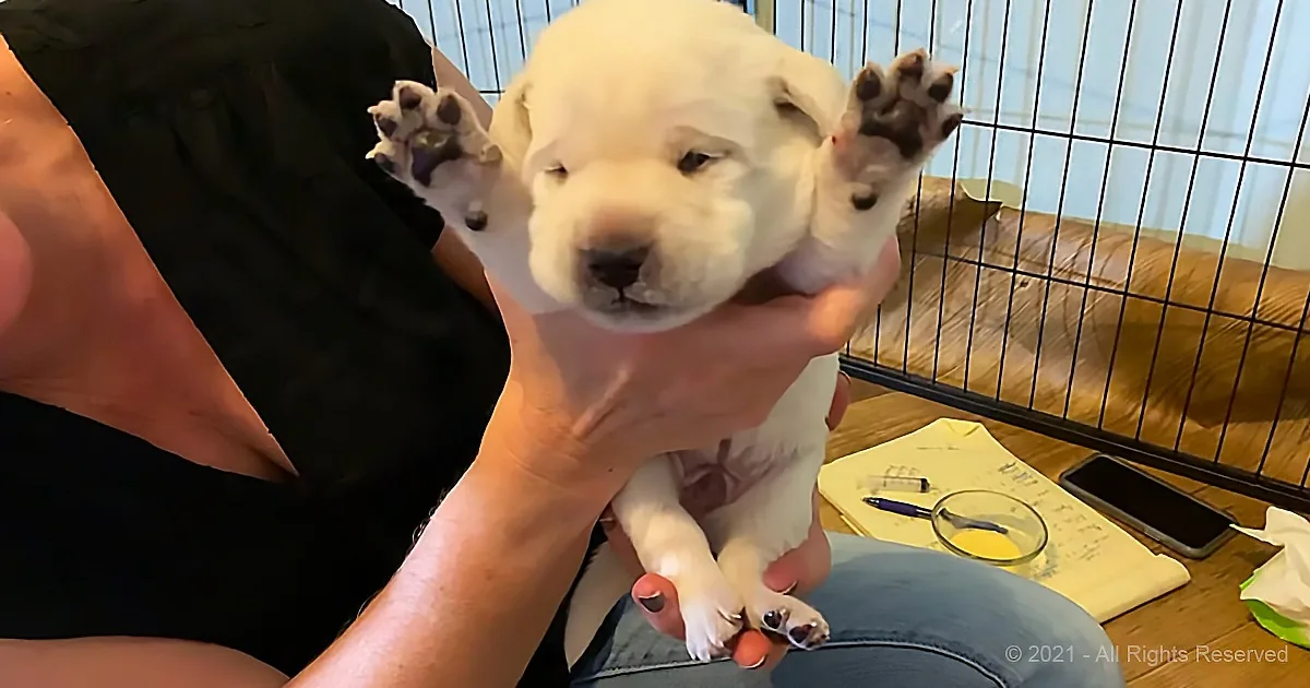 A person holds a white puppy with its front paws raised, in a room with a cage and some items on a table.