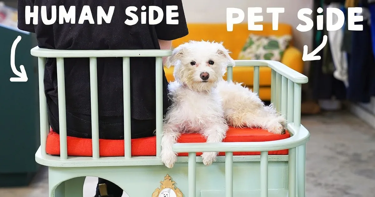 The Perfect Chair for You and Your Cuddle Buddy