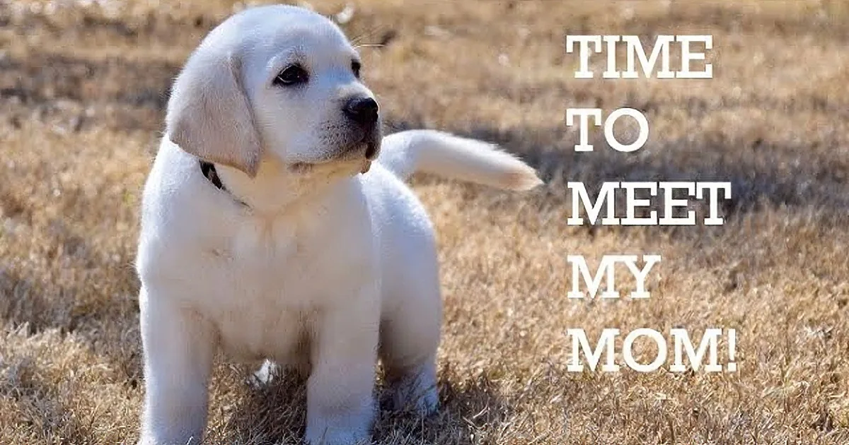 Adorable Lab Puppy Finds Forever Home