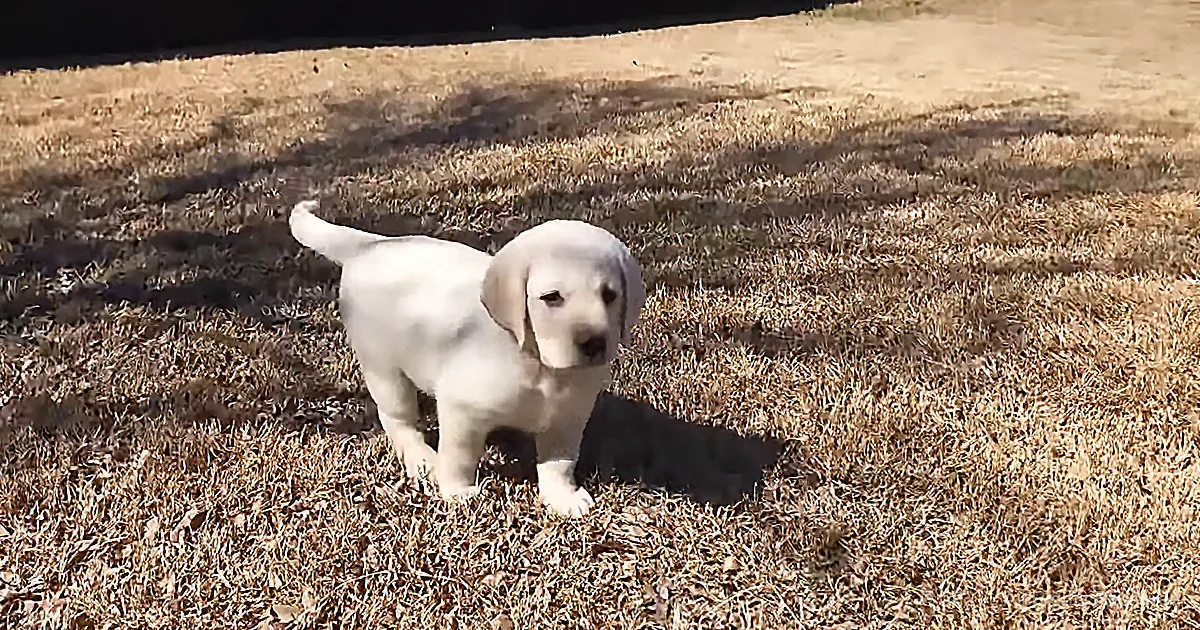 A white puppy stands on dry grass, looking slightly to the right with a curious expression.