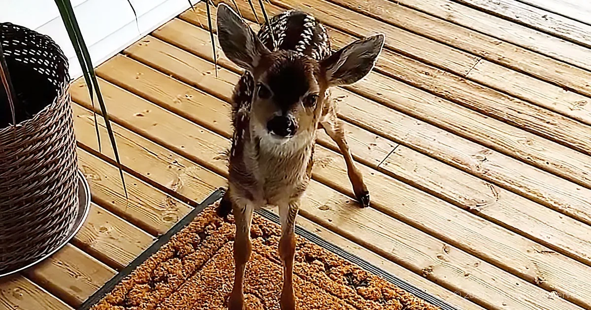 Fawn Making Cute Noises Shows up at Man's Porch