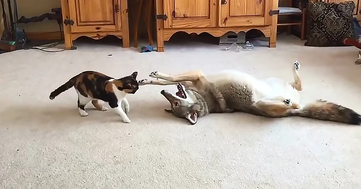 Friendship Blossoms Between Coyote and Cat